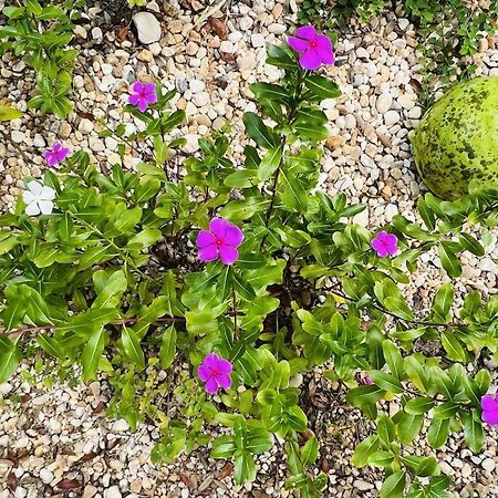 הוילה קריסטל ריבר House Of Shells, Beautiful Garden, Fenced Yard, Dog Friendly, Fire Pit! מראה חיצוני תמונה